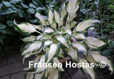 Hosta White Christmas