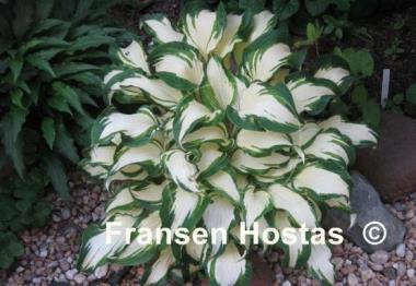 Hosta White Christmas