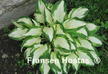 Hosta White Christmas