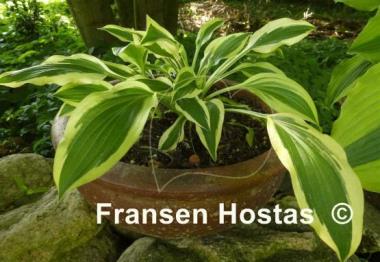 Hosta White Dove
