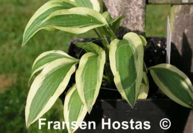 Hosta White Dove