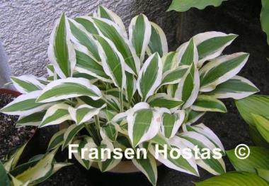 Hosta White Dove