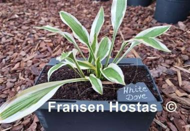 Hosta White Dove