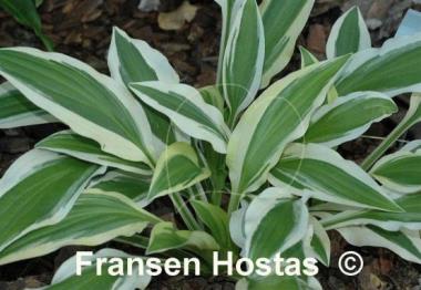 Hosta White Dove