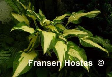 Hosta White Elephant