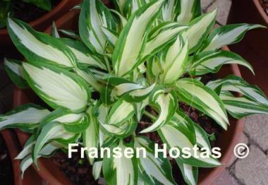 Hosta White Elephant