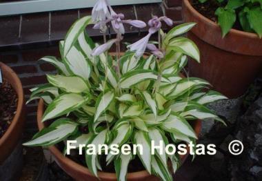 Hosta White Elephant