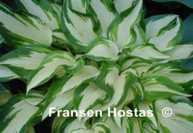 Hosta White Elephant