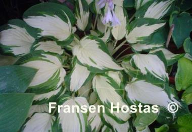 Hosta White Elephant