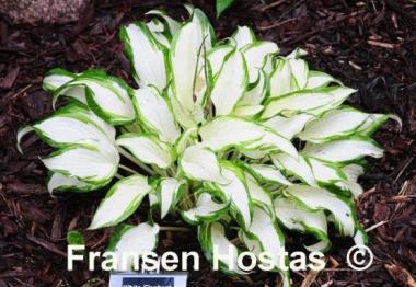 Hosta White Elephant