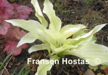 Hosta White Feather