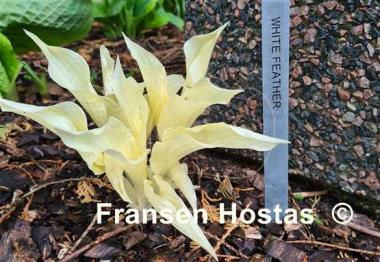Hosta White Feather