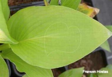 Hosta White Gold