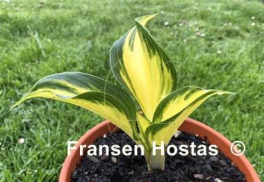 Hosta White Jewel