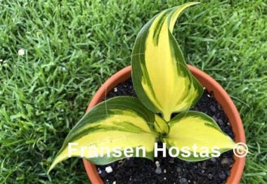 Hosta White Jewel