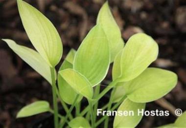 Hosta White Lightning