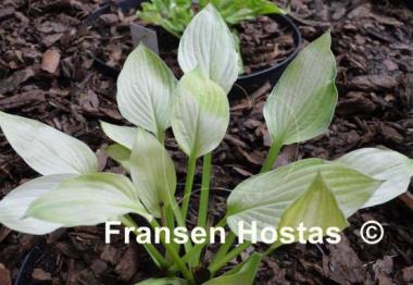 Hosta White Lightning