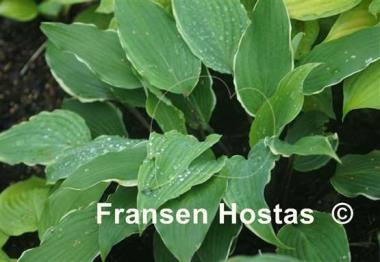 Hosta White Linen