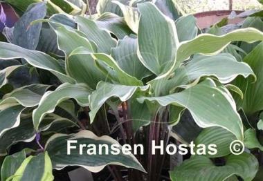 Hosta White Linen