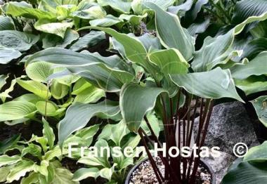 Hosta White Linen