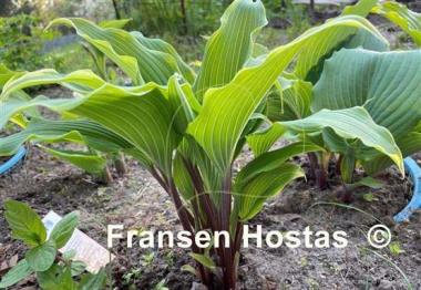 Hosta White Linen