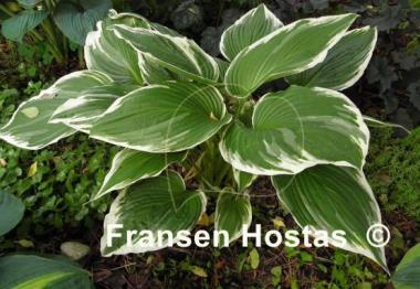 Hosta White On