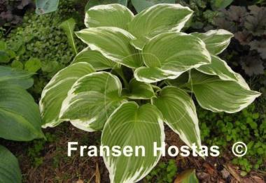 Hosta White On