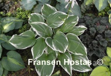 Hosta White On