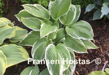 Hosta White On