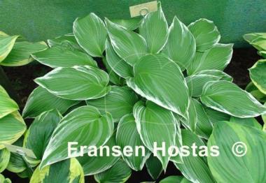 Hosta White On