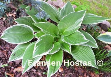 Hosta White On