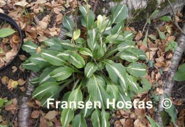 Hosta White Ray