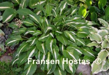 Hosta White Ray