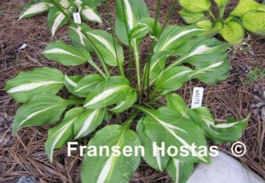 Hosta White Ray