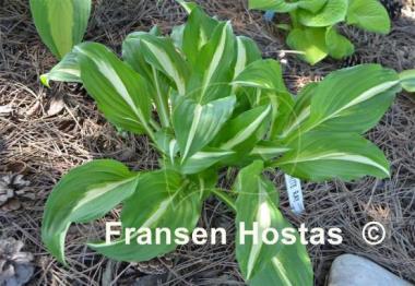 Hosta White Ray