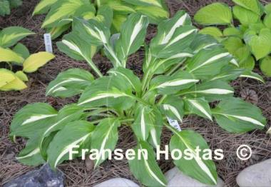 Hosta White Ray