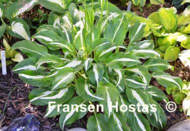 Hosta White Ray