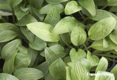 Hosta White Trumpets