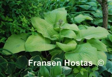 Hosta White Vision