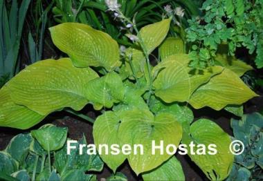 Hosta White Vision