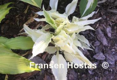 Hosta White Wall Tire