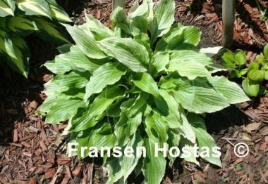 Hosta White Wall Tire