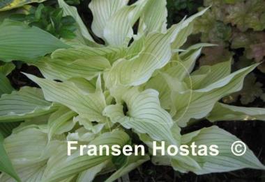 Hosta White Wall Tire