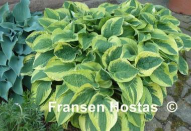 Hosta Wide Brim