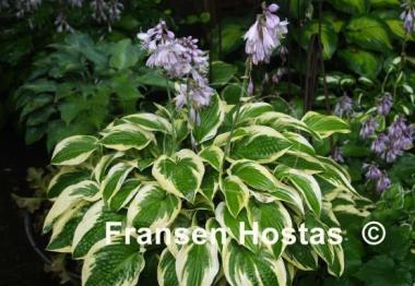 Hosta Wide Brim