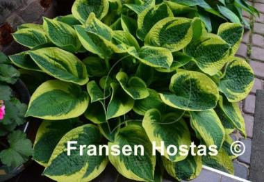 Hosta Wide Brim