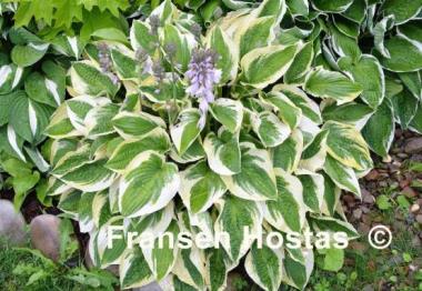 Hosta Wide Brim