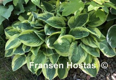 Hosta Wide Brim