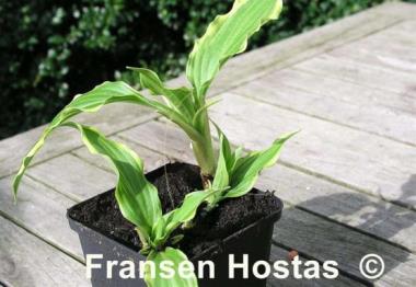 Hosta Wiggle Worms