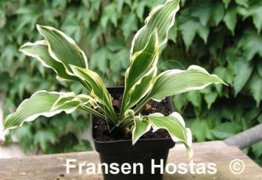 Hosta Wiggle Worms